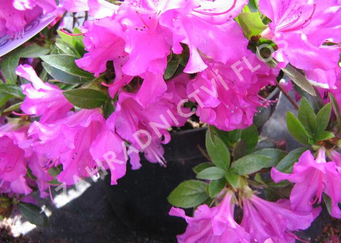 Azalka japonská 'Blaue Donau' - Azalea japonica 'Blaue Donau'