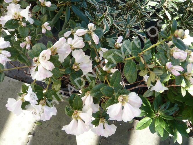 Pěnišník 'Cilpinensis' - Rhododendron 'Cilpinensis'