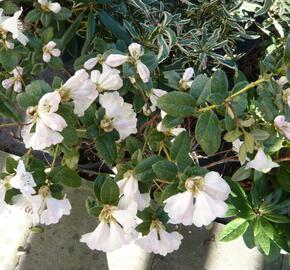 Pěnišník 'Cilpinensis'