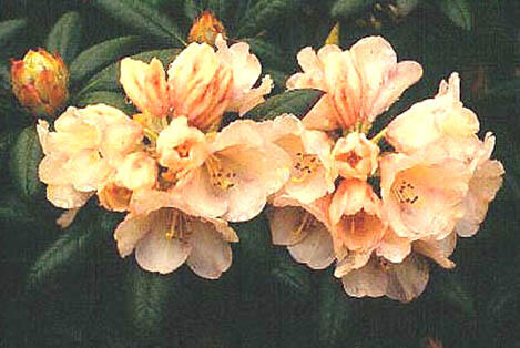 Pěnišník 'Grumpy' - Rhododendron (Y) 'Grumpy'