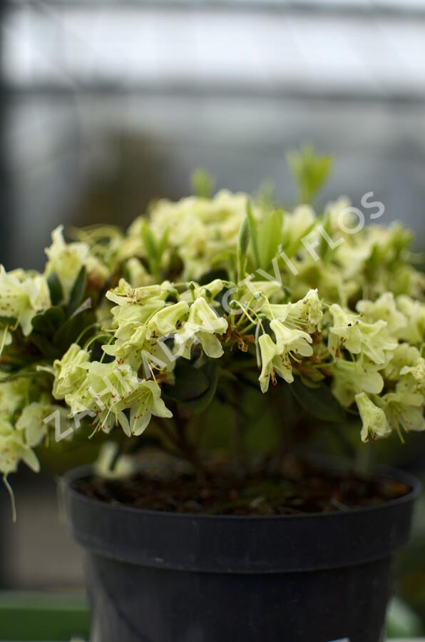 Pěnišník 'Shamrock' - Rhododendron (R) 'Shamrock'