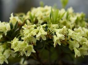 Pěnišník 'Shamrock' - Rhododendron (R) 'Shamrock'