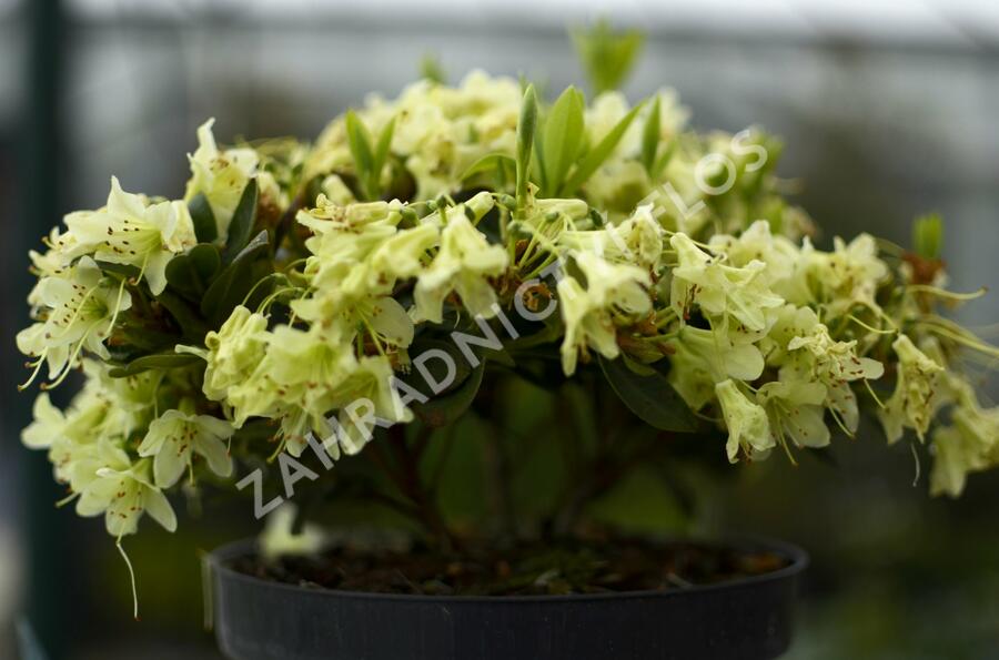 Pěnišník 'Shamrock' - Rhododendron (R) 'Shamrock'
