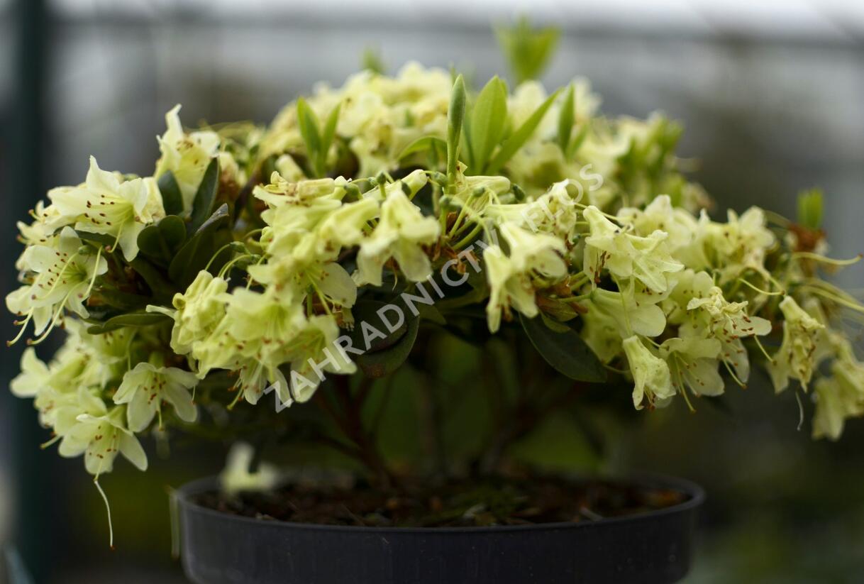 Pěnišník 'Shamrock' - Rhododendron (R) 'Shamrock'