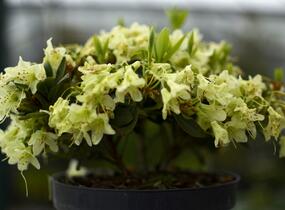 Pěnišník 'Shamrock' - Rhododendron (R) 'Shamrock'