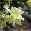 Pěnišník 'Shamrock' - Rhododendron (R) 'Shamrock'