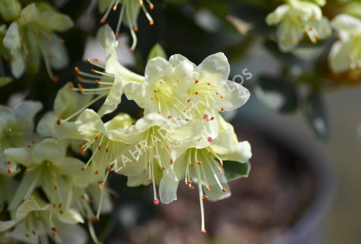 Pěnišník 'Shamrock' - Rhododendron (R) 'Shamrock'