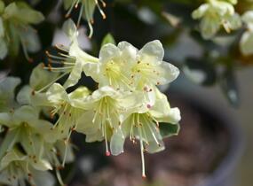 Pěnišník 'Shamrock' - Rhododendron (R) 'Shamrock'
