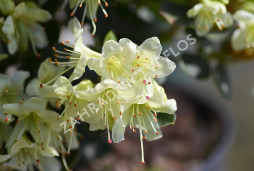 Pěnišník 'Shamrock' - Rhododendron (R) 'Shamrock'