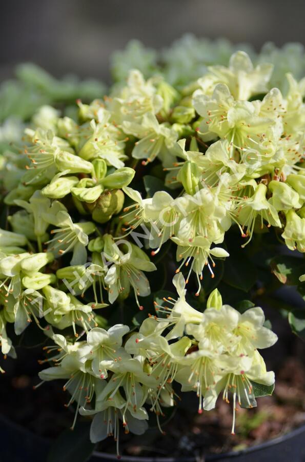 Pěnišník 'Shamrock' - Rhododendron (R) 'Shamrock'
