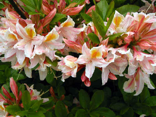 Azalka 'Irene Koster' - Azalea (KH) 'Irene Koster'