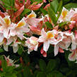 Azalka 'Irene Koster' - Azalea (KH) 'Irene Koster'