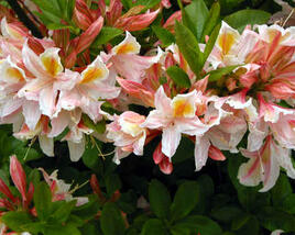 Azalka 'Irene Koster'