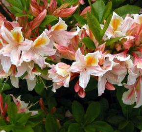 Azalka 'Irene Koster'