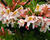 Azalka 'Irene Koster'