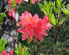 Azalka 'Cecile'