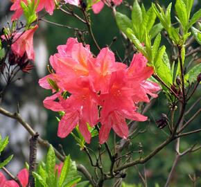 Azalka 'Cecile' - Azalea (KH) 'Cecile'