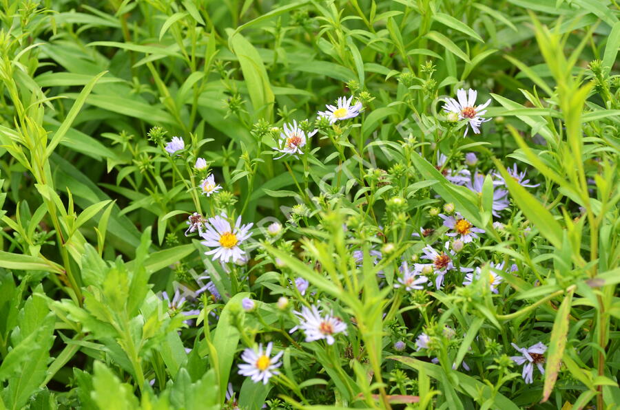 Hvězdnice 'Altweibersommer' - Aster versicolor 'Altweibersommer'