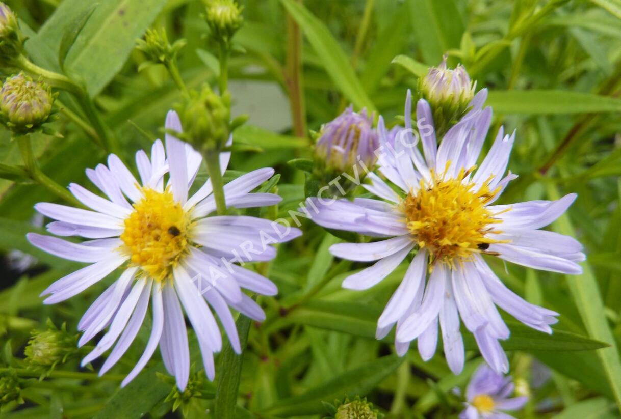Hvězdnice 'Altweibersommer' - Aster versicolor 'Altweibersommer'