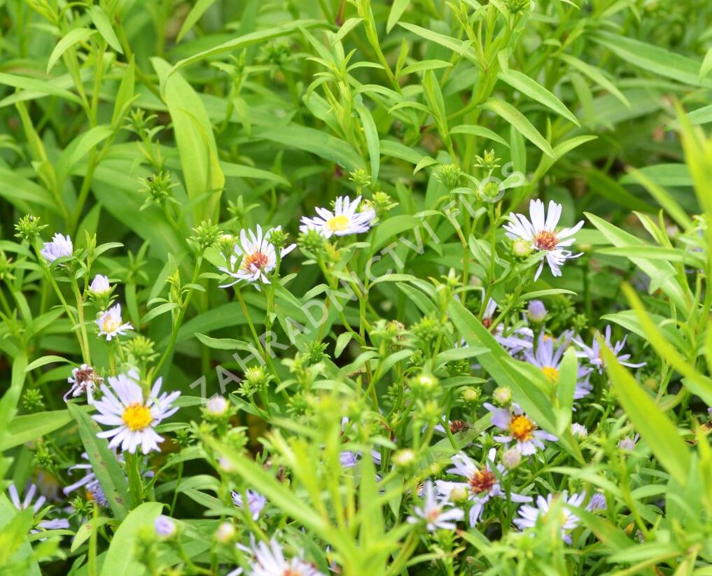 Hvězdnice 'Altweibersommer' - Aster versicolor 'Altweibersommer'