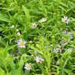 Hvězdnice 'Altweibersommer' - Aster versicolor 'Altweibersommer'