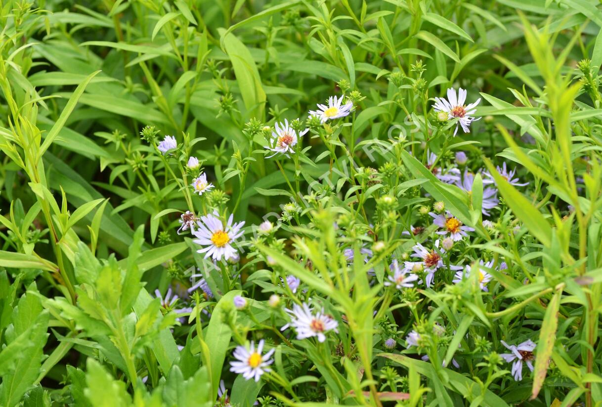 Hvězdnice 'Altweibersommer' - Aster versicolor 'Altweibersommer'