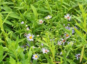 Hvězdnice 'Altweibersommer' - Aster versicolor 'Altweibersommer'