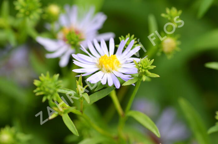 Hvězdnice 'Altweibersommer' - Aster versicolor 'Altweibersommer'