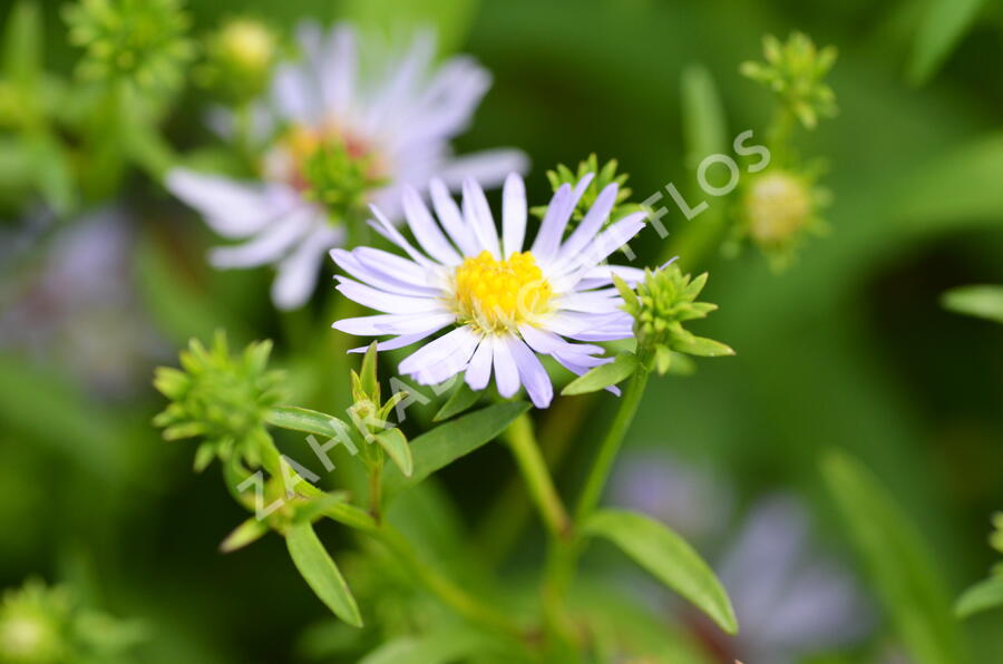 Hvězdnice 'Altweibersommer' - Aster versicolor 'Altweibersommer'