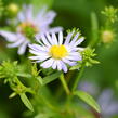 Hvězdnice 'Altweibersommer' - Aster versicolor 'Altweibersommer'