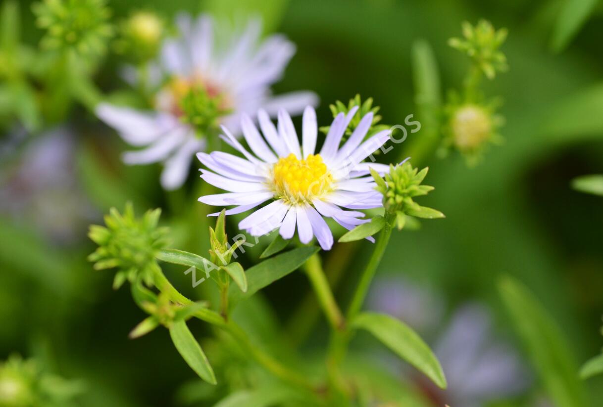 Hvězdnice 'Altweibersommer' - Aster versicolor 'Altweibersommer'