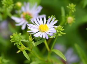 Hvězdnice 'Altweibersommer' - Aster versicolor 'Altweibersommer'