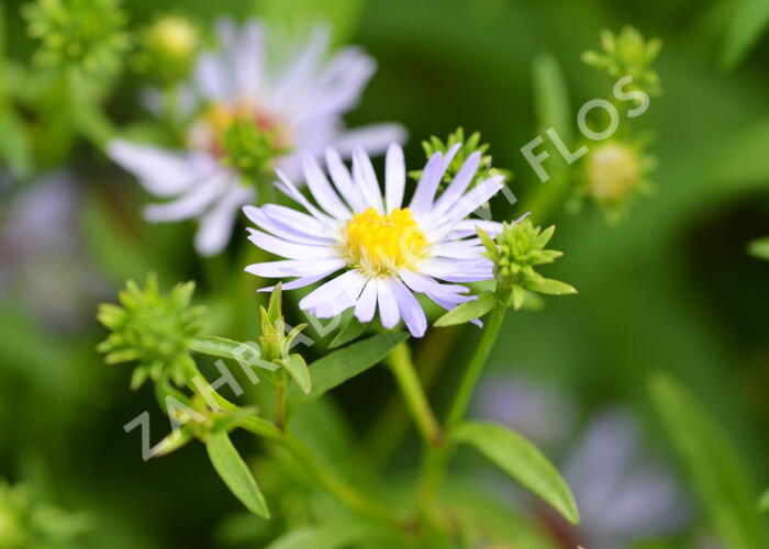 Hvězdnice 'Altweibersommer' - Aster versicolor 'Altweibersommer'