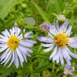 Hvězdnice 'Altweibersommer' - Aster versicolor 'Altweibersommer'