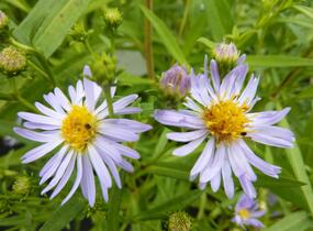Hvězdnice 'Altweibersommer' - Aster versicolor 'Altweibersommer'