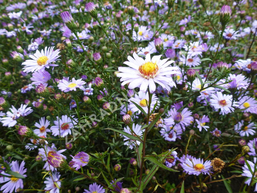 Hvězdnice - Aster turbinellus