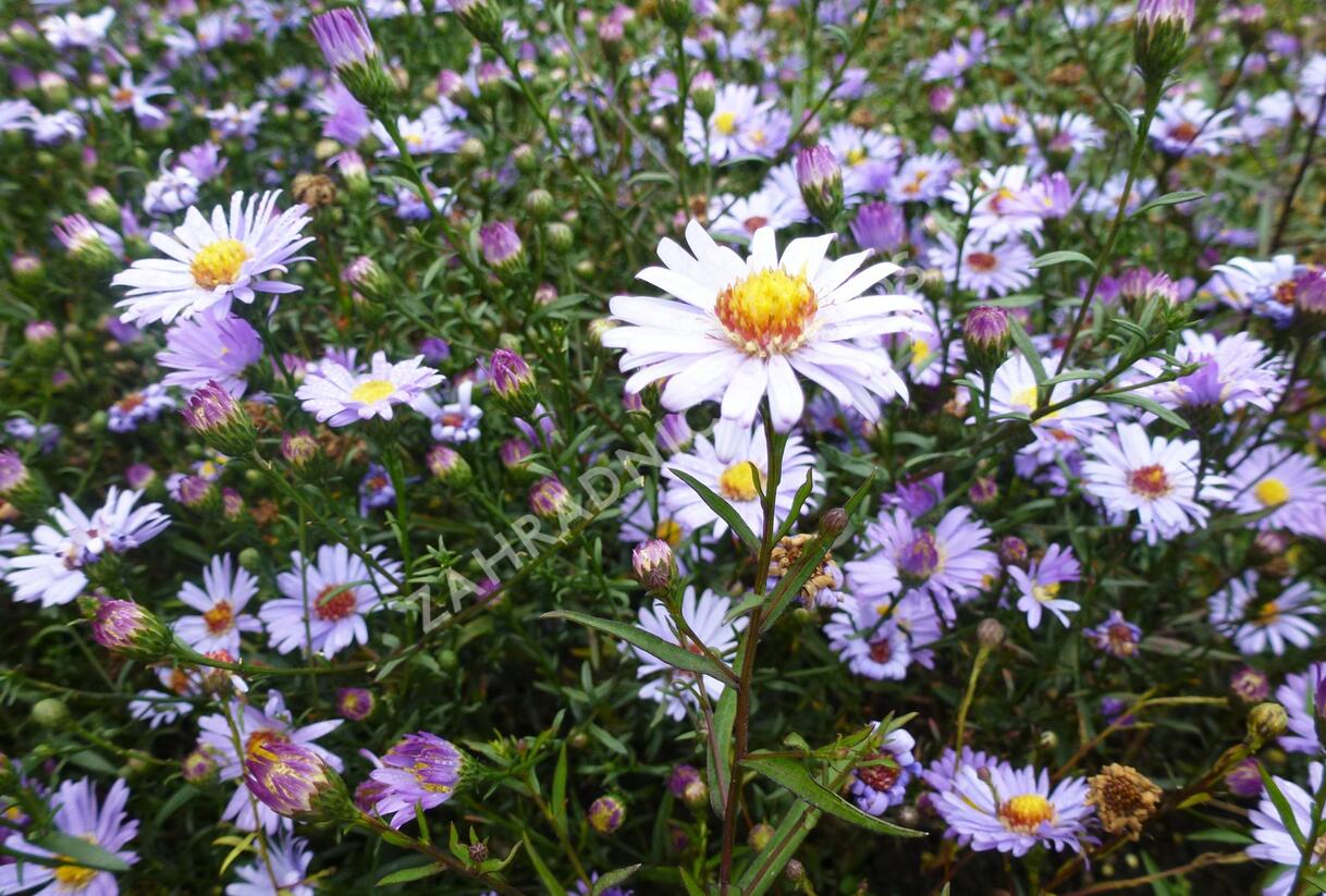Hvězdnice - Aster turbinellus