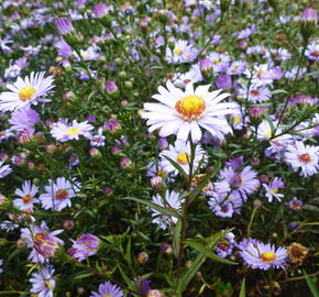 Hvězdnice - Aster turbinellus