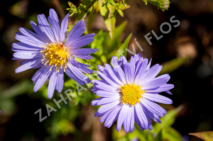 Hvězdnice - Aster turbinellus