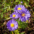 Hvězdnice - Aster turbinellus
