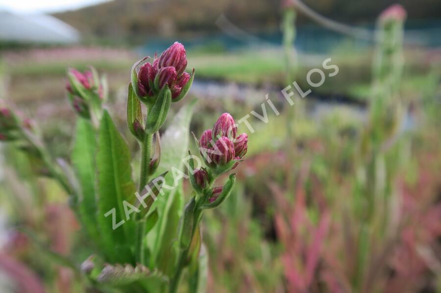 Hvězdnice tatarská 'Jindai' - Aster tataricus 'Jindai'