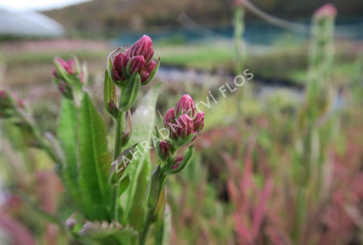 Hvězdnice tatarská 'Jindai' - Aster tataricus 'Jindai'