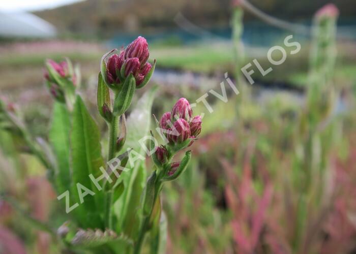 Hvězdnice tatarská 'Jindai' - Aster tataricus 'Jindai'