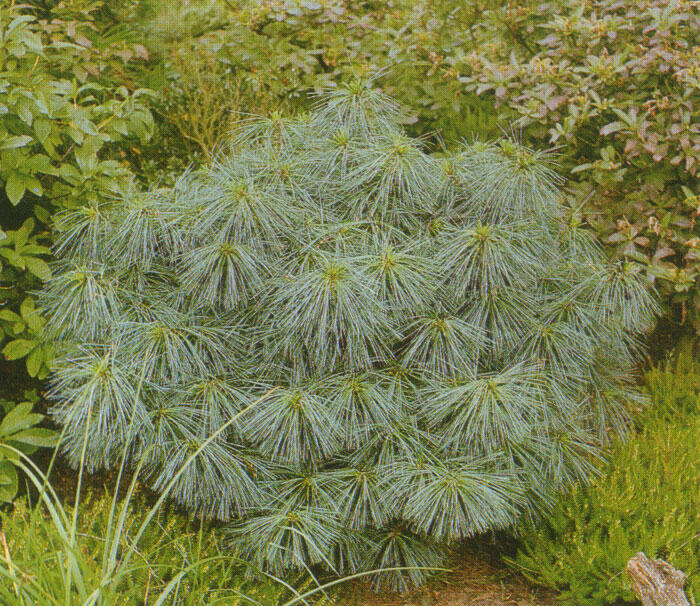 Borovice Wallichova 'Nana' - Pinus wallichiana 'Nana'