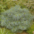 Borovice Wallichova 'Nana' - Pinus wallichiana 'Nana'