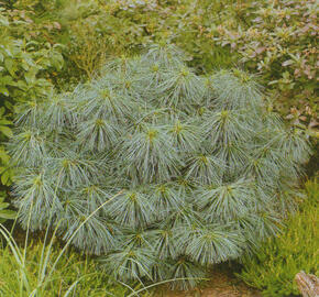 Borovice Wallichova 'Nana'