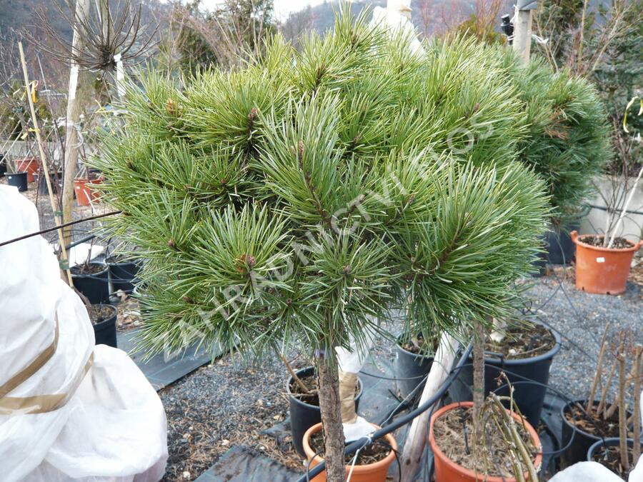 Borovice lesní 'Nana' - Pinus sylvestris 'Nana'