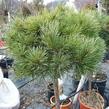 Borovice lesní 'Nana' - Pinus sylvestris 'Nana'