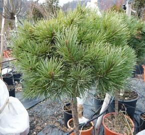 Borovice lesní 'Nana' - Pinus sylvestris 'Nana'
