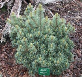 Borovice vejmutovka 'Krueger's Liliput'